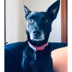 Meet your Posher, Joe